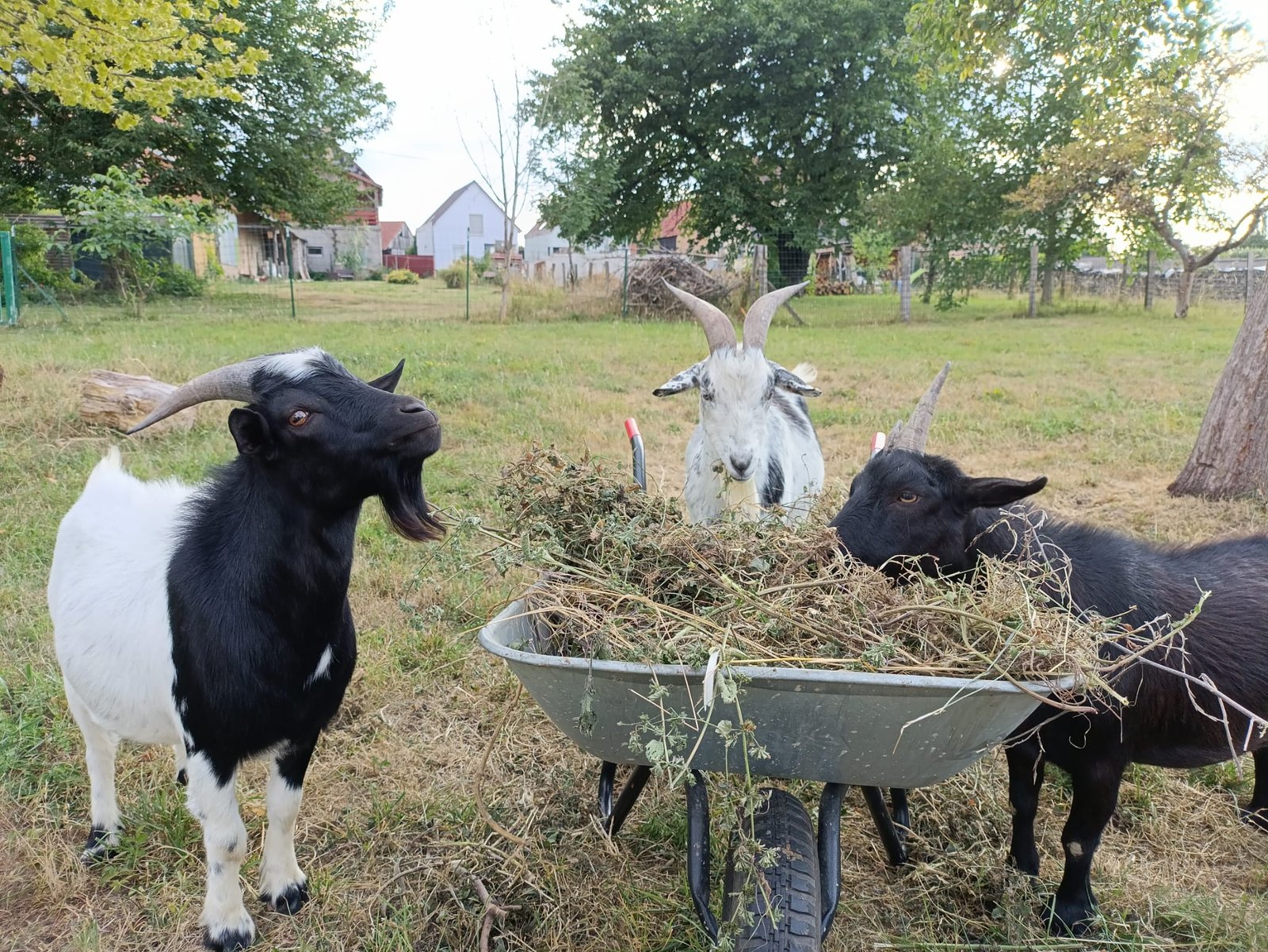 Les chèvres du gîte dans le jardin partagé